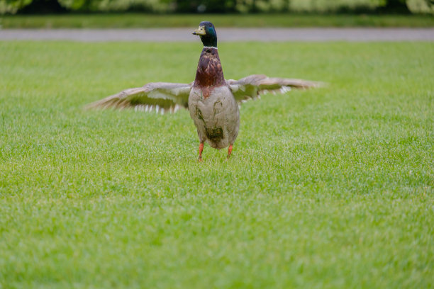 鸭子在草地上。图片下载