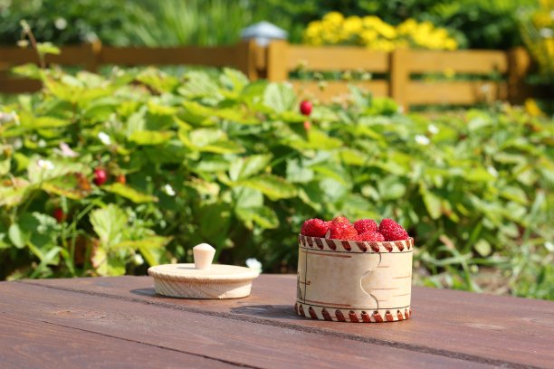 在花园里收获新鲜的草莓。图片下载