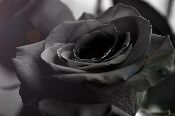 灰色背景的黑玫瑰图片下载