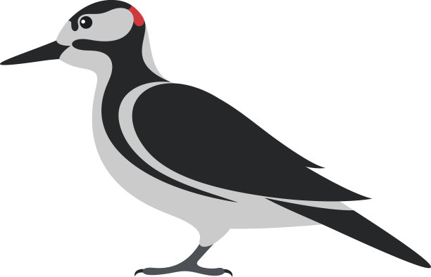 啄木鸟图片下载