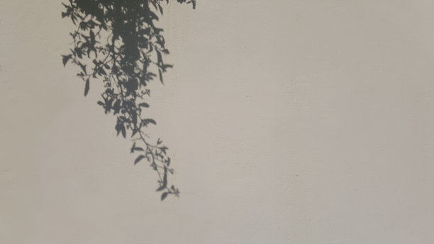树叶的阴影在空白的混凝土上图片下载
