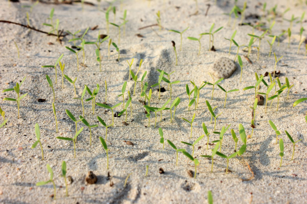 种子在海滩附近的沙滩上发芽图片下载