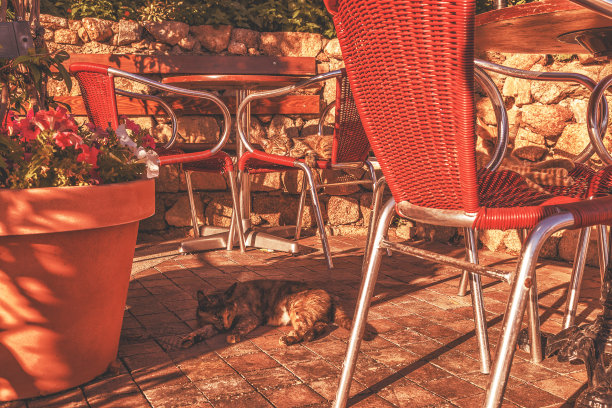 咖啡馆里的猫图片下载