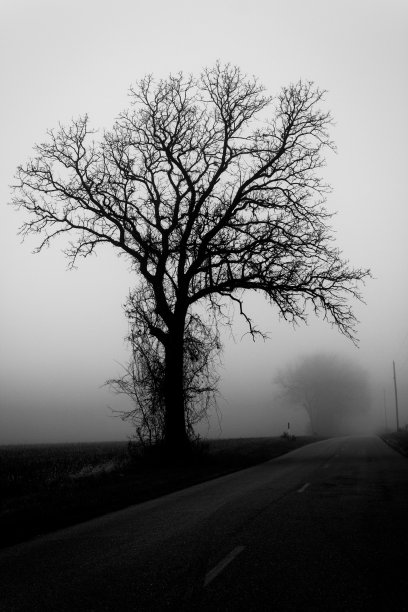 雾中的秋树图片下载