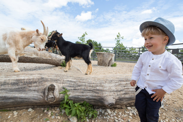 小男孩在动物园里看动物。图片下载