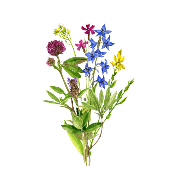 水彩画花草图片下载