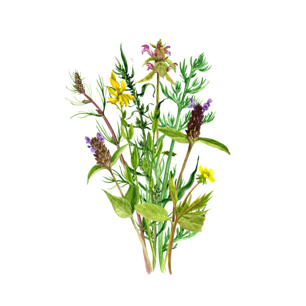 水彩画花草图片下载