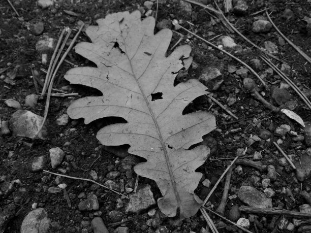 一片叶子图片下载