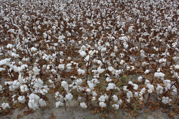 德克萨斯州南部科顿菲尔德的特写图片下载