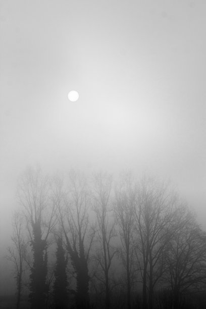 雾蒙蒙的树和月亮图片下载