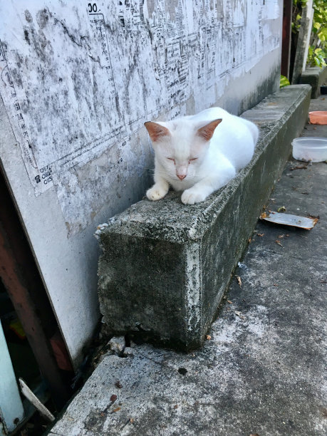 猫正在睡觉图片下载