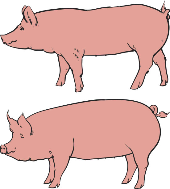 手绘猪孤立在白色背景。画矢量图。图片下载