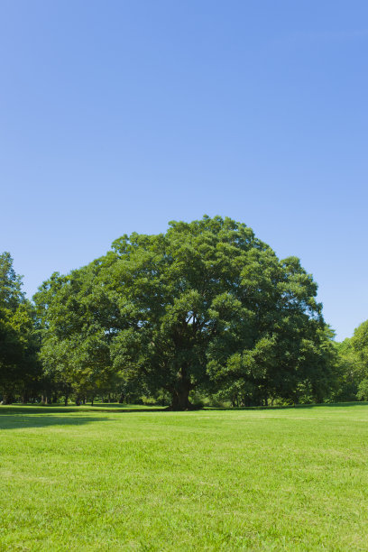 公园的树图片下载