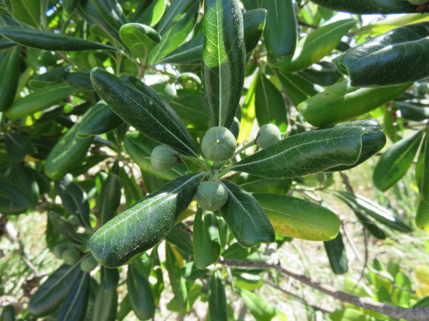 半在皮特斯福图片下载