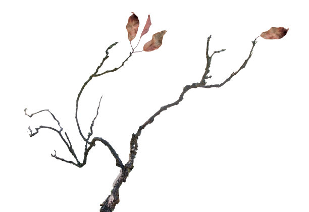 干枝带叶图片下载