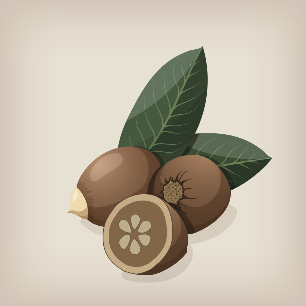 带叶子的巴巴苏种子。矢量插图。图片下载