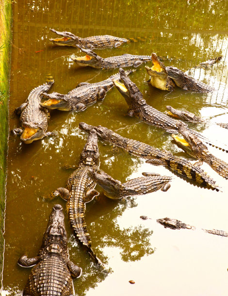 鳄鱼农场池塘里的鳄鱼图片下载