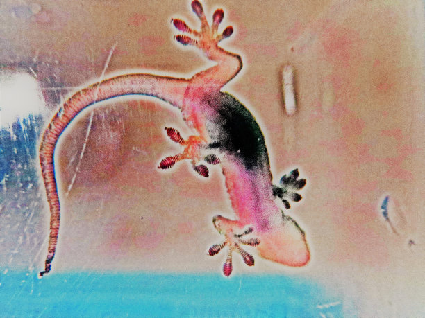 壁虎的照片图片下载