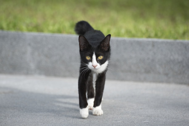 一只黑白相间的猫在路上图片下载