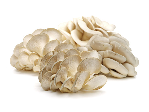 白色背景上的平菇图片下载