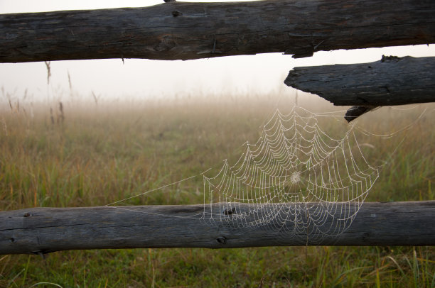 蜘蛛网,蜘蛛网图片下载