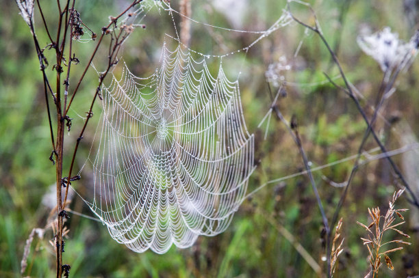蜘蛛网,蜘蛛网图片下载