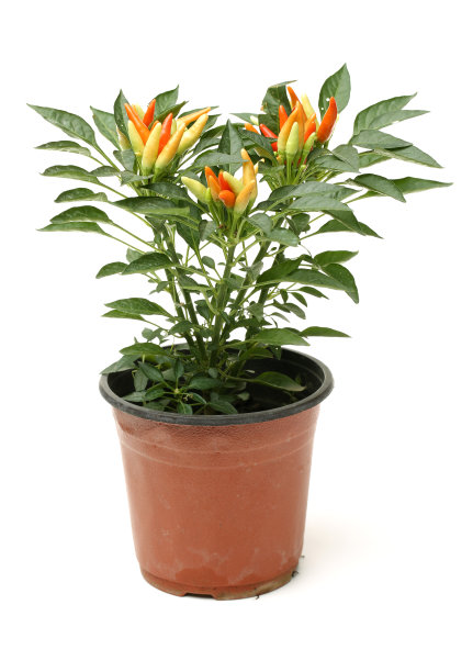 辣椒，白背景上的红辣椒图片下载