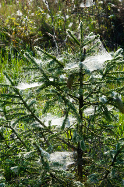 蜘蛛网,蜘蛛网图片下载