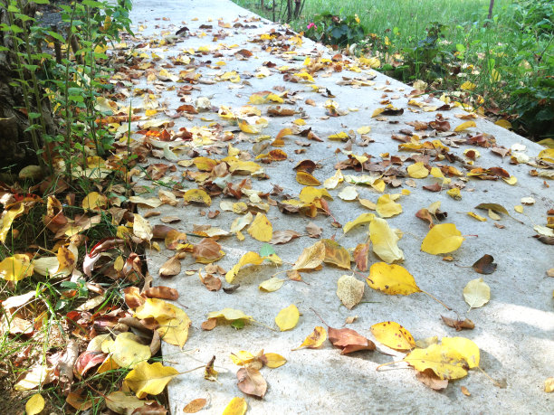 秋天背景图片下载