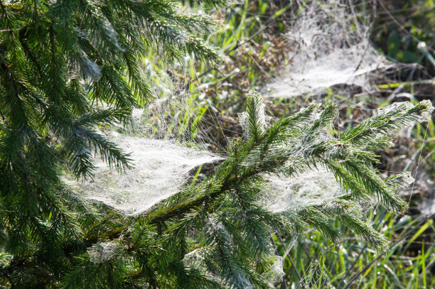 蜘蛛网,蜘蛛网图片下载