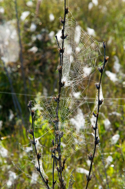 蜘蛛网,蜘蛛网图片下载