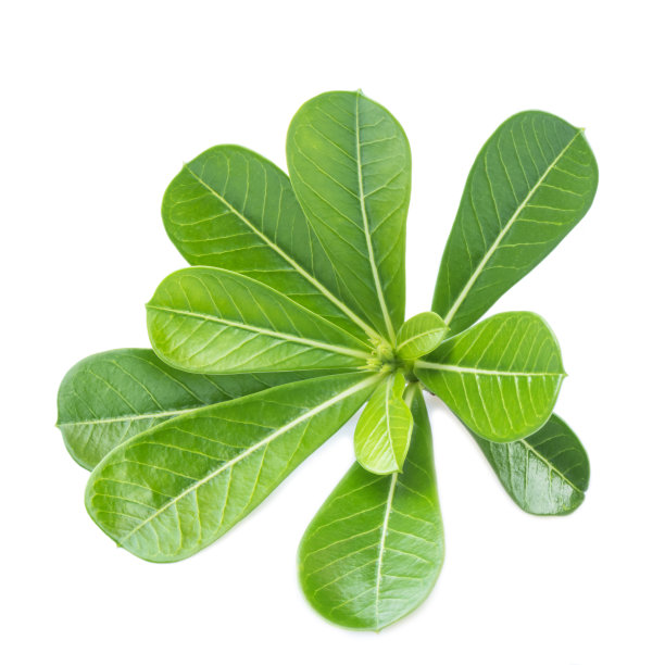 在白色的背景上孤立的叶杜鹃花图片下载