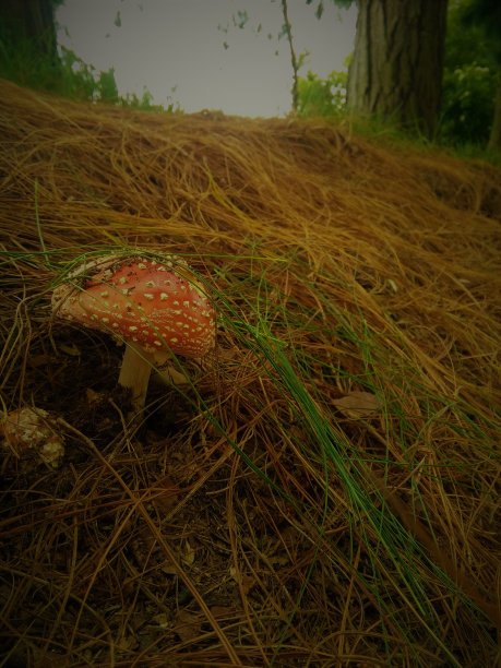 一个小开始图片下载