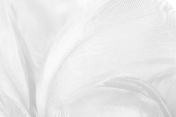 波希米亚复古波西米亚风格潮流色彩，黑白羽毛纹理背景图片下载