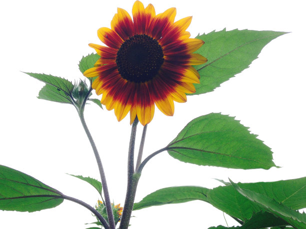 白色天空映衬着一圈向日葵图片下载