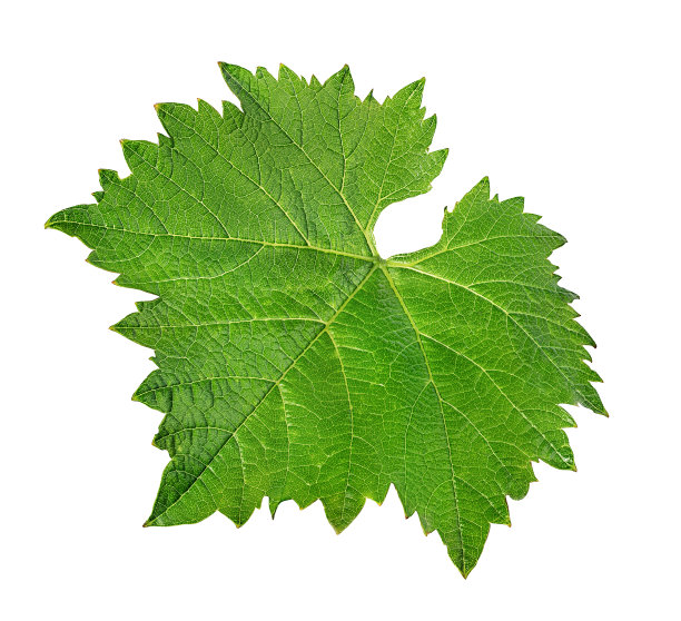 在白色上孤立的葡萄叶子图片下载