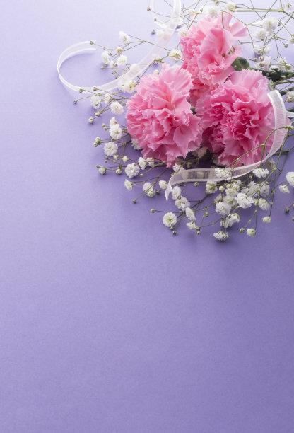 康乃馨图片下载