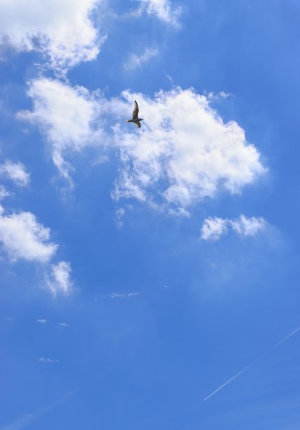 海鸥云夏天的蓝天图片下载