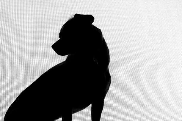 窗户里的狗图片下载