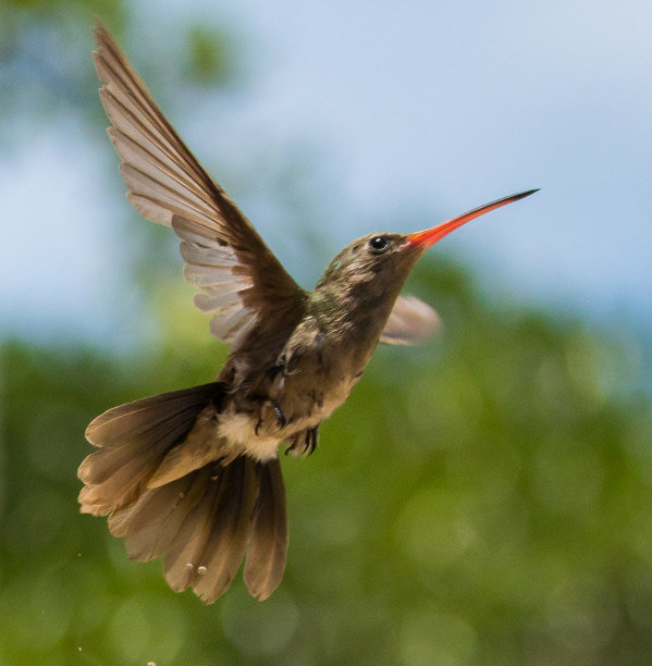 瓦哈卡图片素材ID：308188668