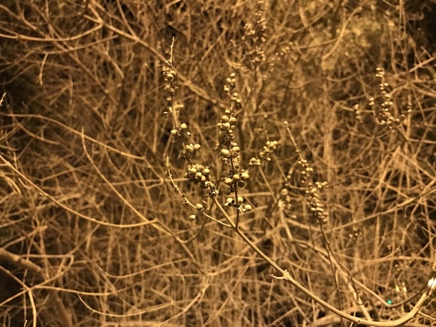 精灵树图片下载