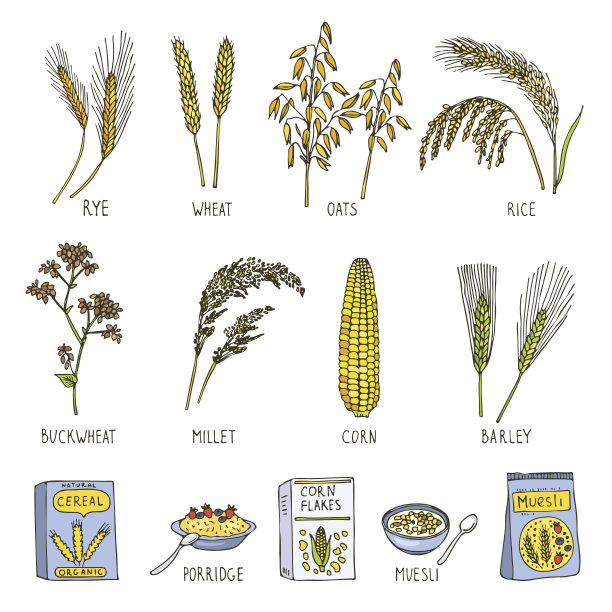 谷物的彩色插图。矢量图片在手绘风格图片下载