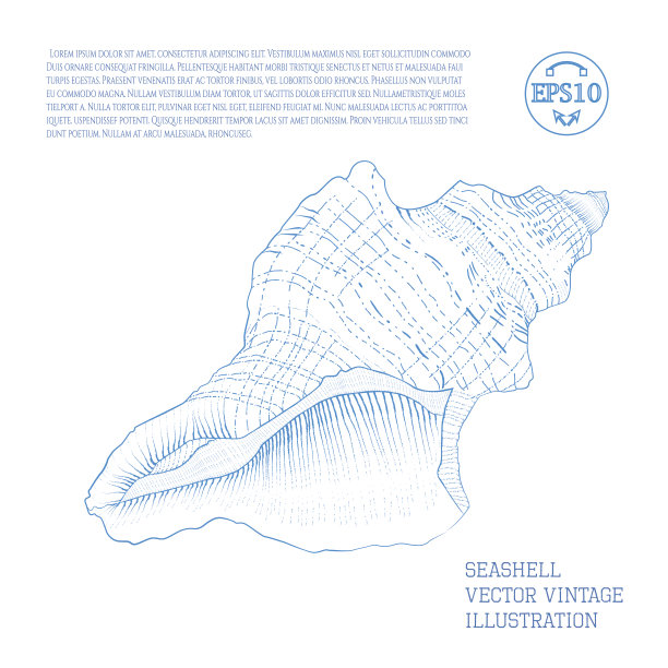 海贝。矢量复古插图风俗化为手绘草图图形与孵育。大纲。图片下载
