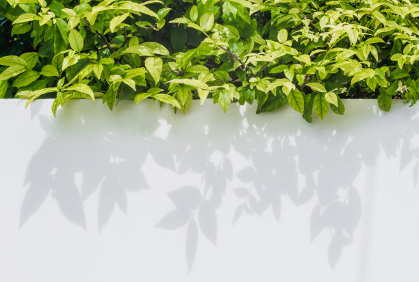 树叶和阴影树叶图片下载