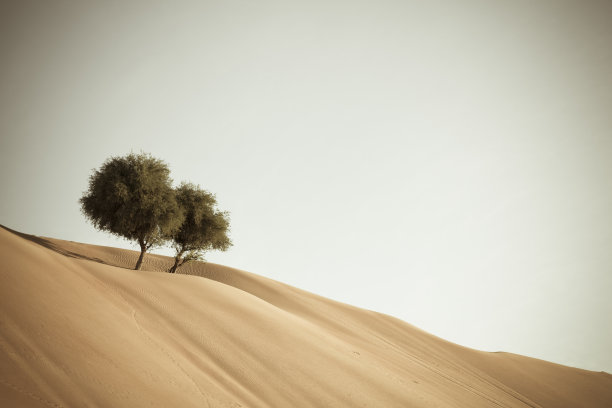 沙漠中的两棵树图片下载
