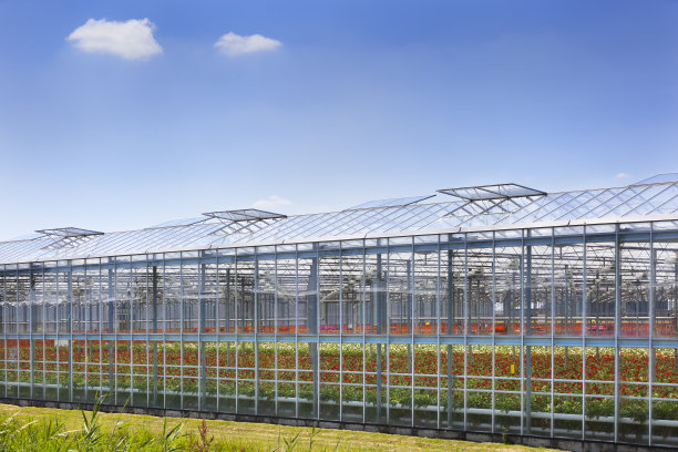 温室外，五颜六色的花朵图片下载