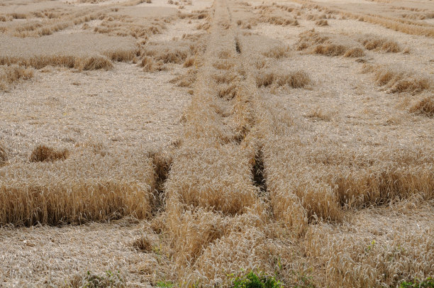 俯瞰麦田图片下载