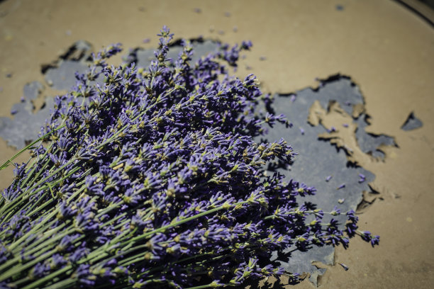 薰衣草花图片下载