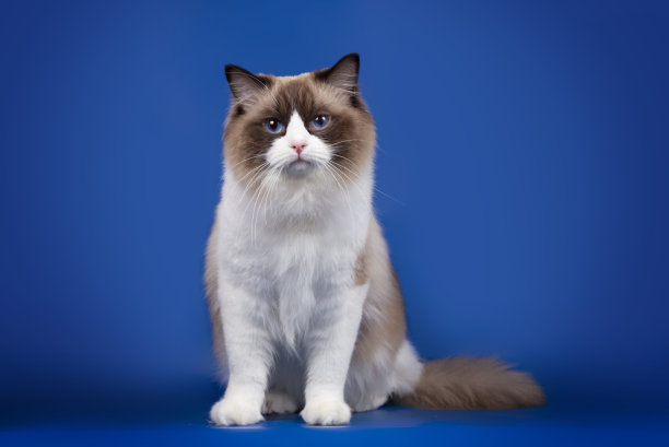 蓝色背景上的猫布娃娃。图片下载