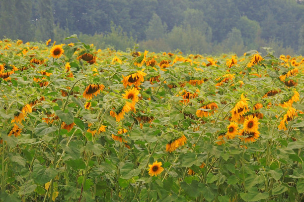 向日葵在现场图片下载